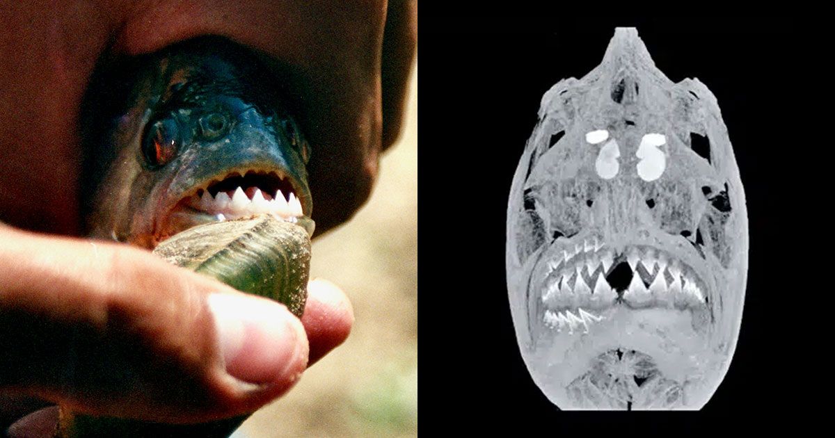 Мораг: сестра лох-несского чудовища