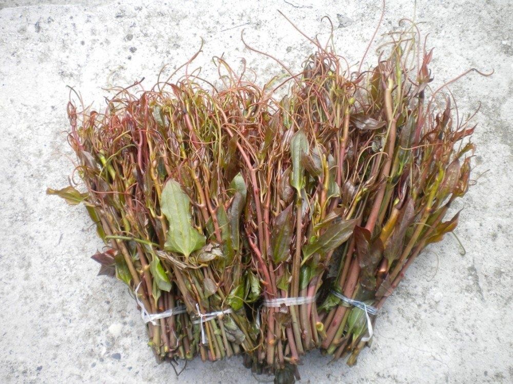 Весна в Грузии: Уникальный вкус экала и его кулинарное очарование