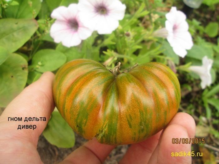 Томат дельта дивер: как добиться насыщенного урожая и вкуса