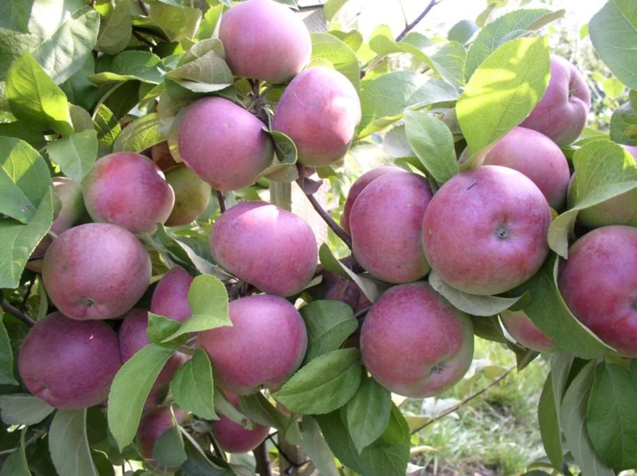 Зимостойкие сорта яблонь для вашего сада