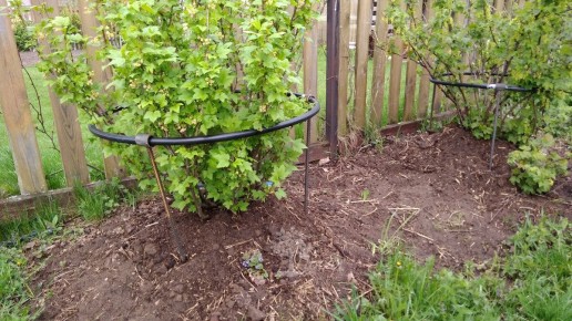 Как обрезка помогает черной смородине приносить щедрый урожай