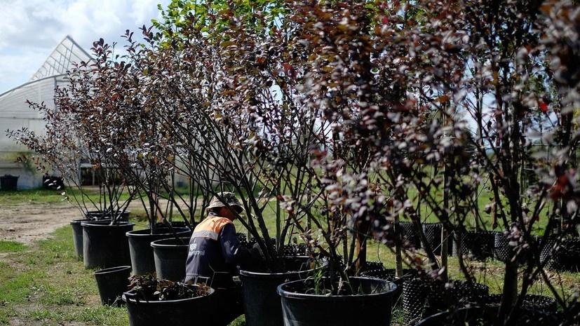 Как выбрать идеальный саженец: советы эксперта Хромова