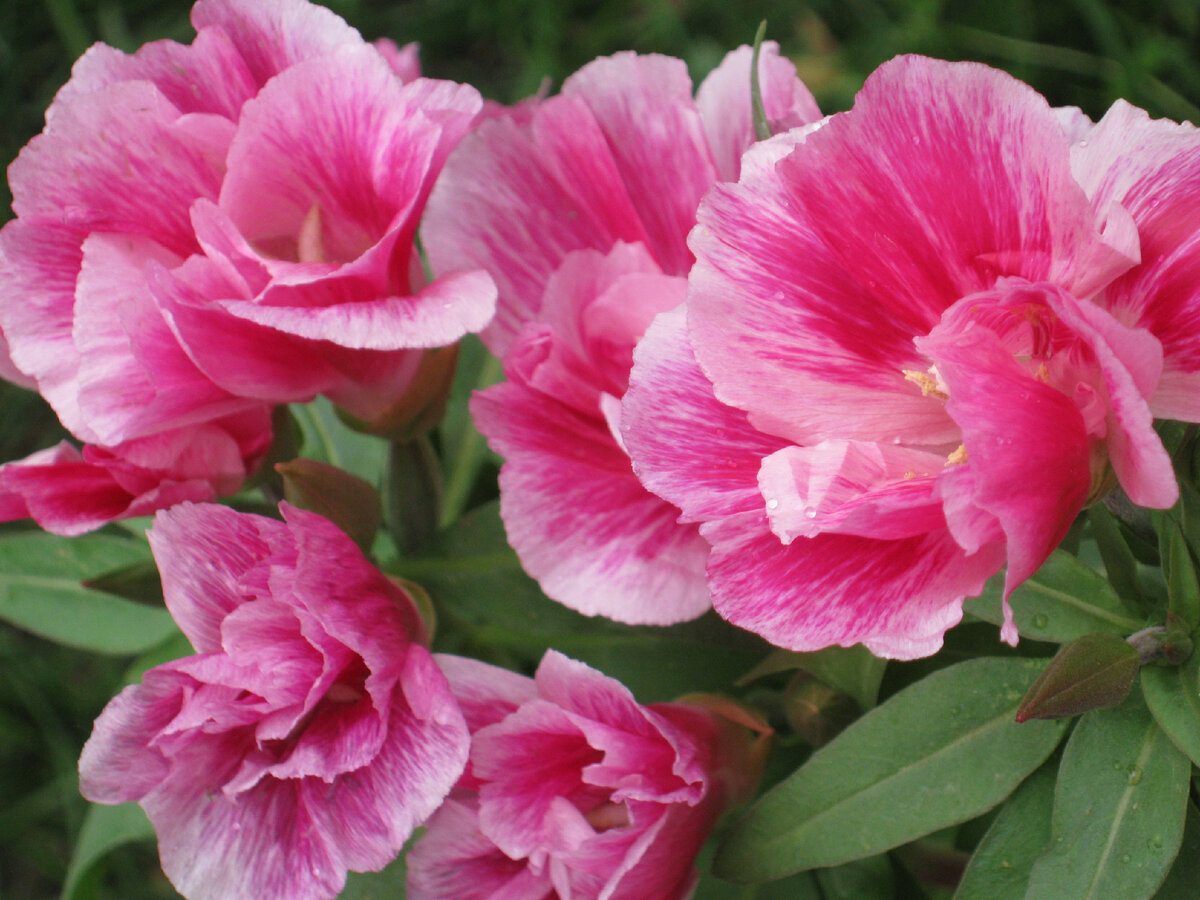 Весенний старт: топ-7 однолетников, которые пора сеять в марте