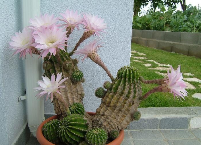 ������� ������� ���������� � ������������� ���������������: ������ ��������