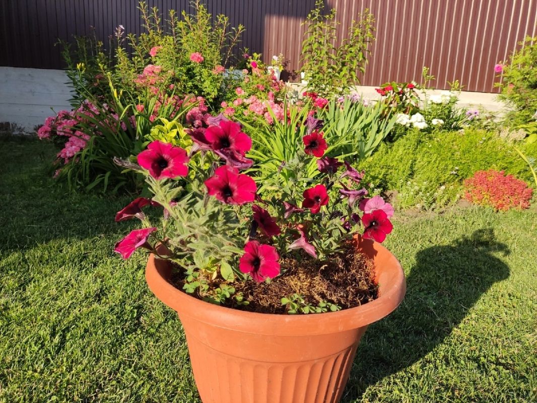 Как из новичка стать мастером садоводства: путь к успешным петуниям