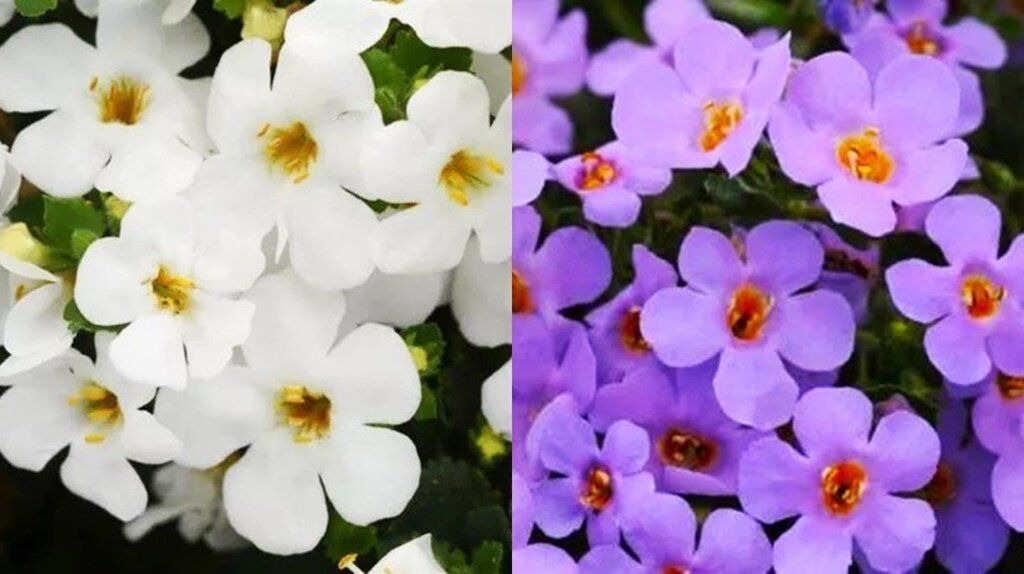 Бакопа: цветок, который украсит ваш балкон и сад