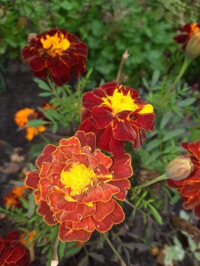 ������� ���������: ���� � ���������� �� �������� �������