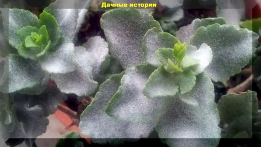 Как грибковые болезни угрожают вашим комнатным растениям