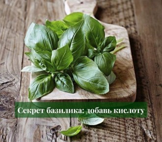 Как кислота пробуждает аромат базилика