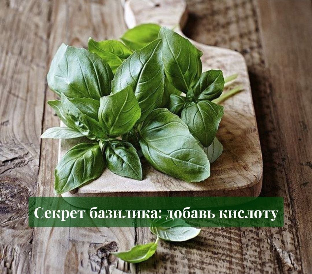 Как кислота пробуждает аромат базилика