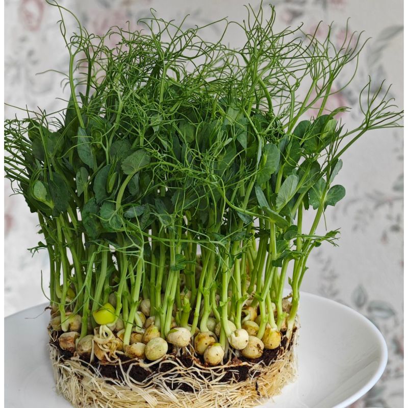 Микрозелень на подоконнике: модный тренд или еда будущего?