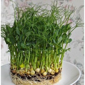 ����������� �� �����������: ������ ����� ��� ��� ��������?