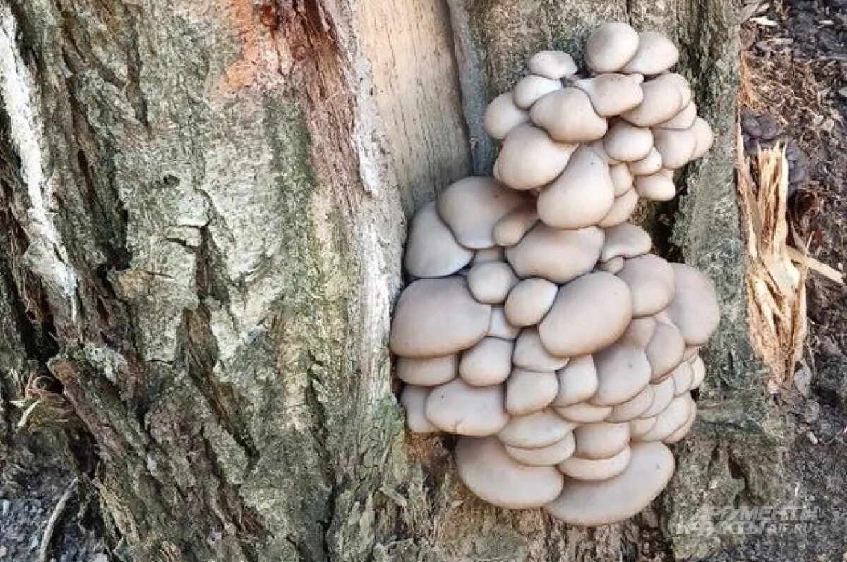 Зимний грибной бум: необычное явление и его причины