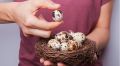 Почему перепелиные яйца плавают: развенчиваем мифы