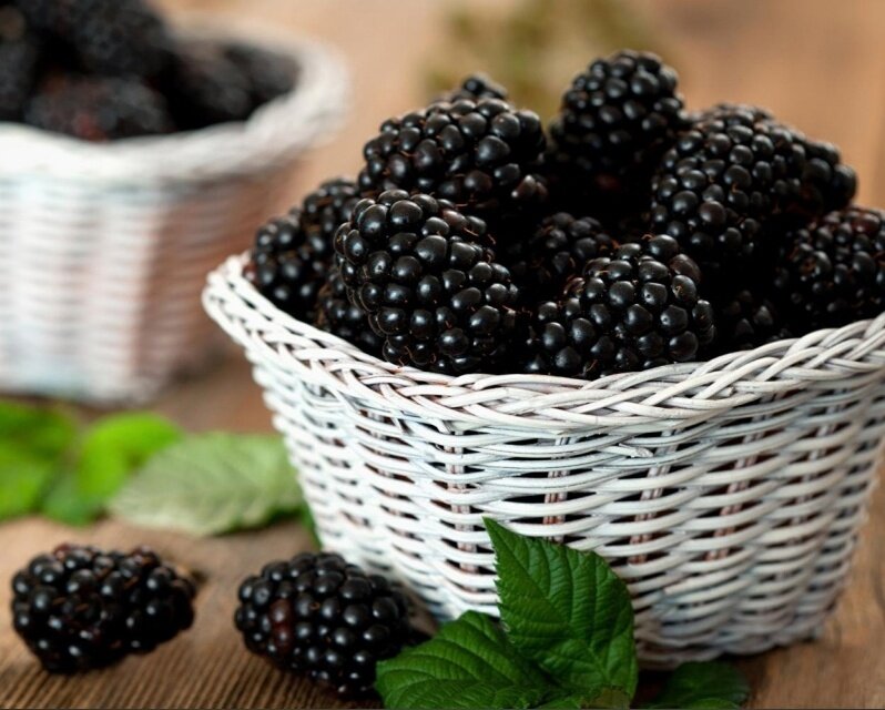 Ежевика: натуральный источник здоровья и красоты