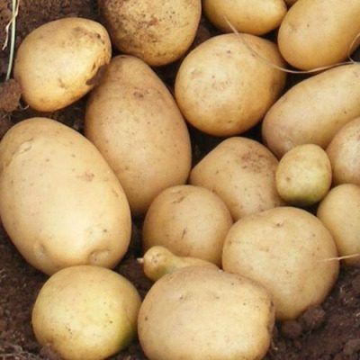 ��������� ������: ��������������� ���� ��� ������ �������