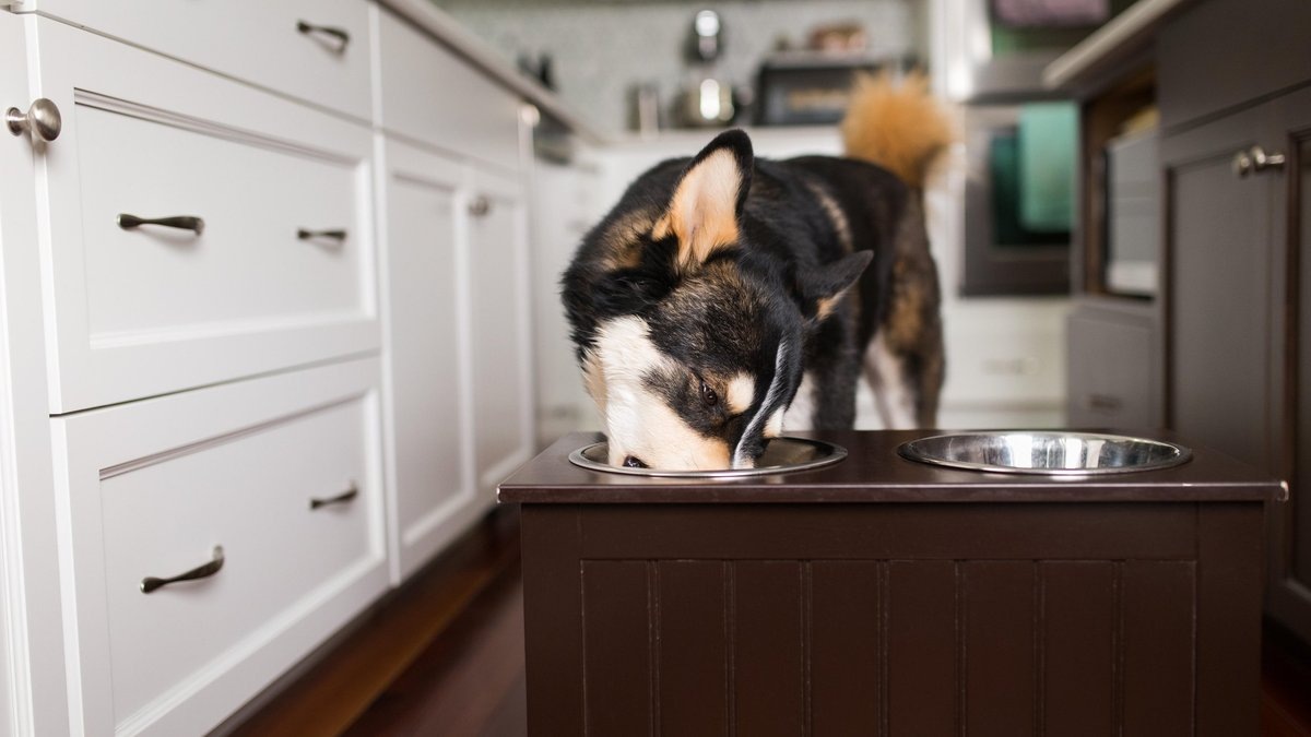 Авокадо для собак: опасности и безопасные альтернативы