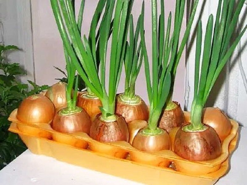 ��� ��������� ������� ��� �� �����������: ������ ������ ������� ���