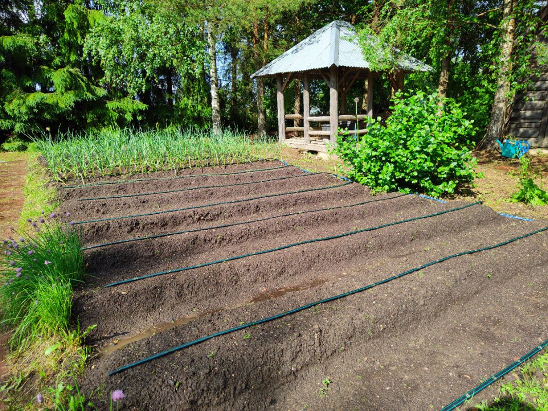 ������������� ���������� ����������� �� ����: ���� �� ��� ��� ����