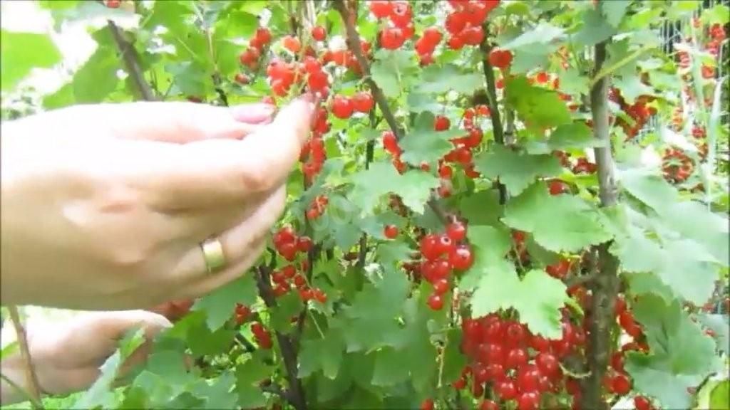 ������� ���� �� ������� ���������: ������ � ��� ��������