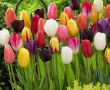 Красота весны: 16 сортов тюльпанов для вашего сада