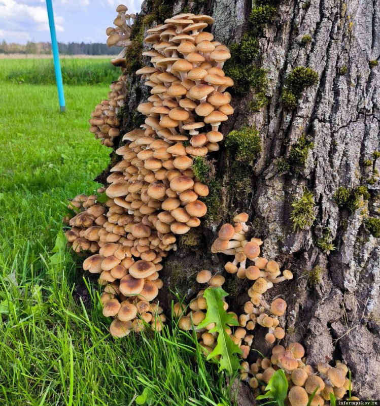 ������ ����� ����������� � ������� ���: 5 ������