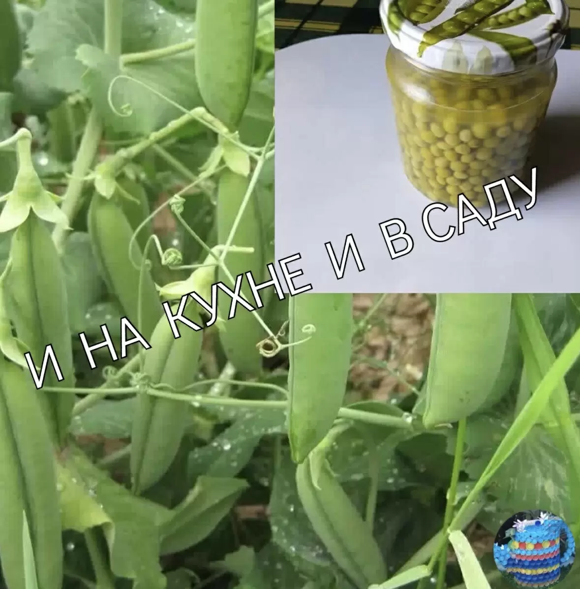 Идеальный рецепт домашнего консервированного горошка без уксуса