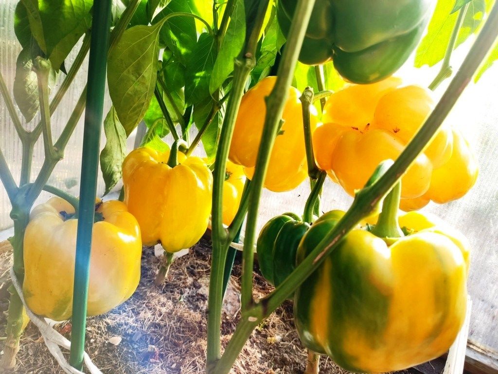 ���������� ��������� ����� ����� ��� ������ ������� � 2026 ����