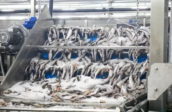 Уменьшение неопределенности и рост добычи: что значит увеличение допустимых уловов для дальневосточного fisheries