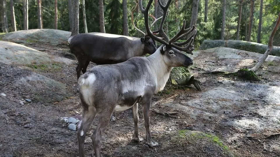 Необычное захватывающее открытие: таможня задерживает туриста с необычными трофеями