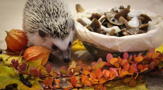 ������� ��������: 16 ���������� �������� � �������, ���������� � ��������