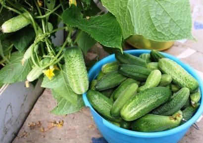 ��� ��������� ������ ������� �� ������ ����: ������� � ����������� �����