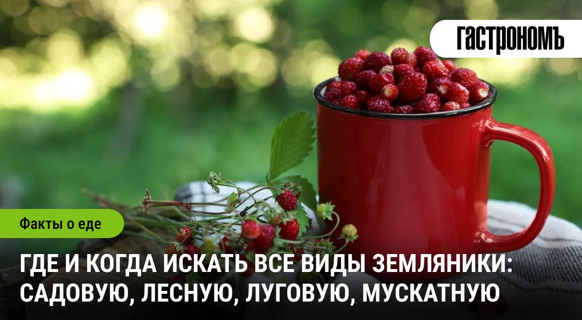 Когда и как собирать землянику