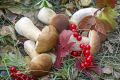 Как правильно заготовить грибы: простые и вкусные рецепты